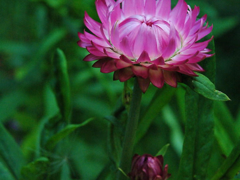 Sometimes the colchicum flower is considered an immortelle