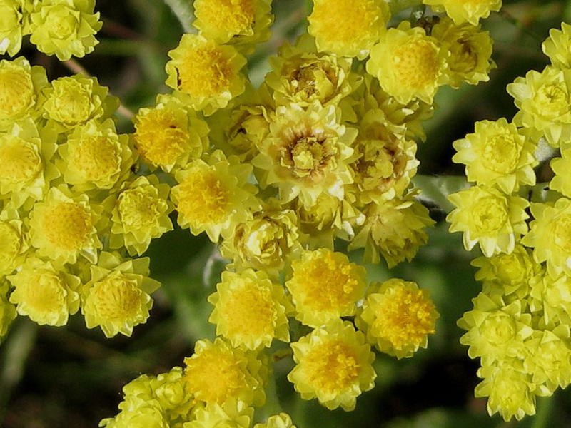 What an immortelle looks like