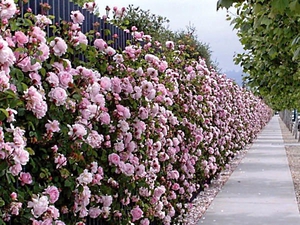 Planting roses along the fence