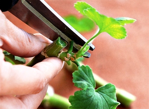 How to prune geraniums