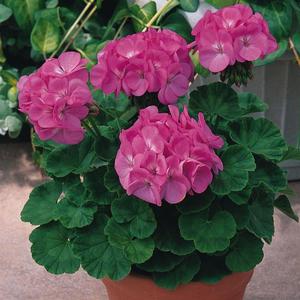 How to form a red geranium bush