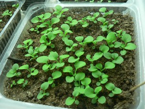 Ageratum is an unusually beautiful plant