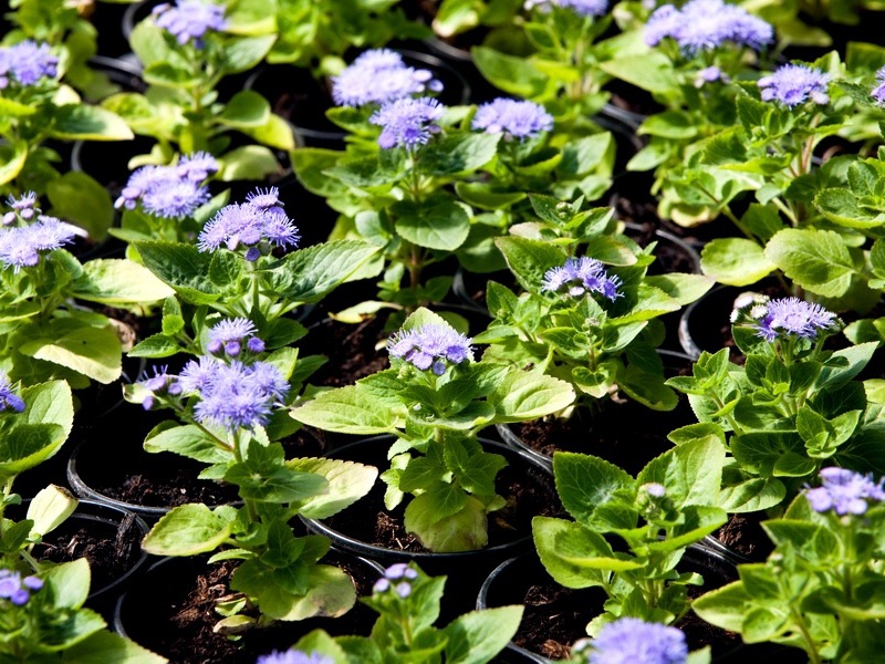 Ageratum on a flower bed