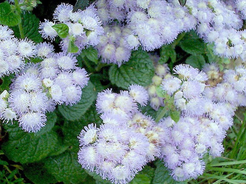 Ageratum perennial name