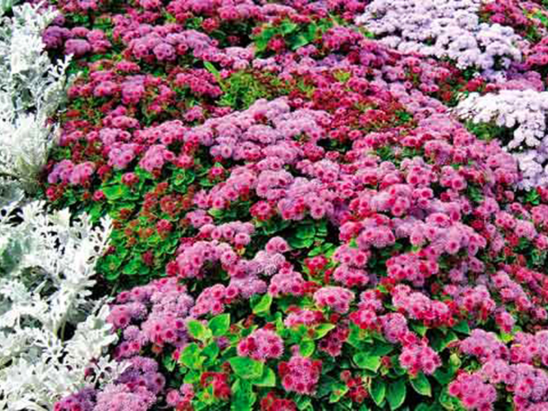 Ageratum is an unusually beautiful plant