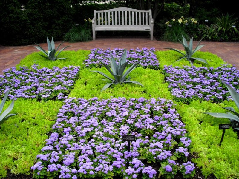 Blooming ageratum