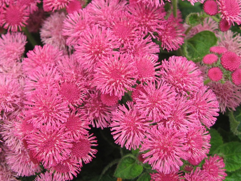 Seedlings of ageratum