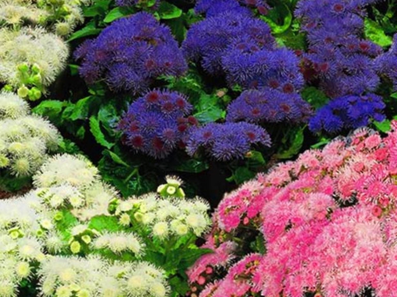 Ageratum is an unusually beautiful plant