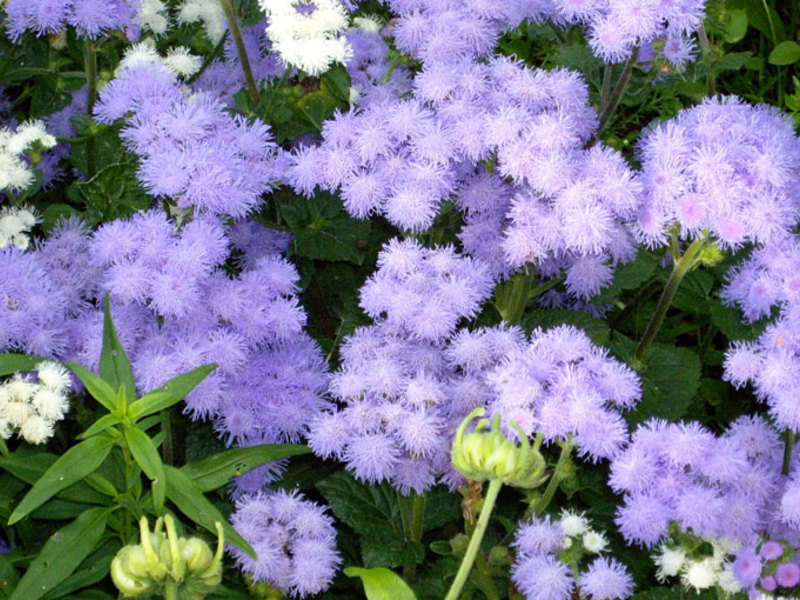 Growing ageratum from seeds