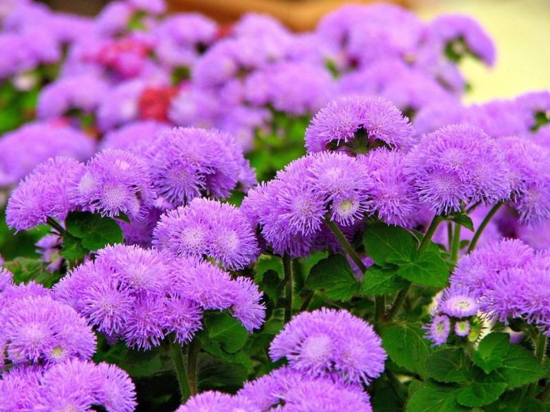 Ageratum long-flowered