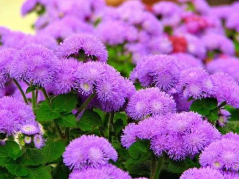 Simple care for ageratum.