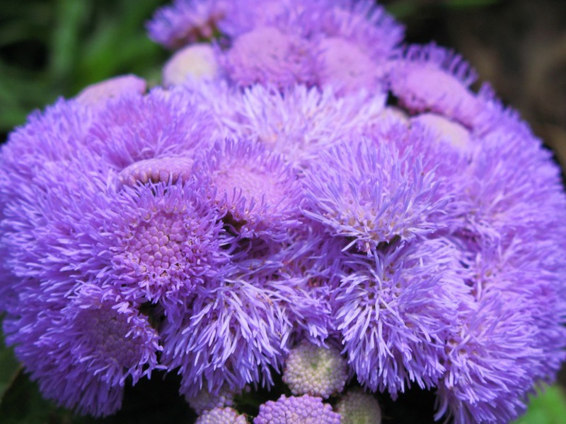 Growing ageratum from seeds