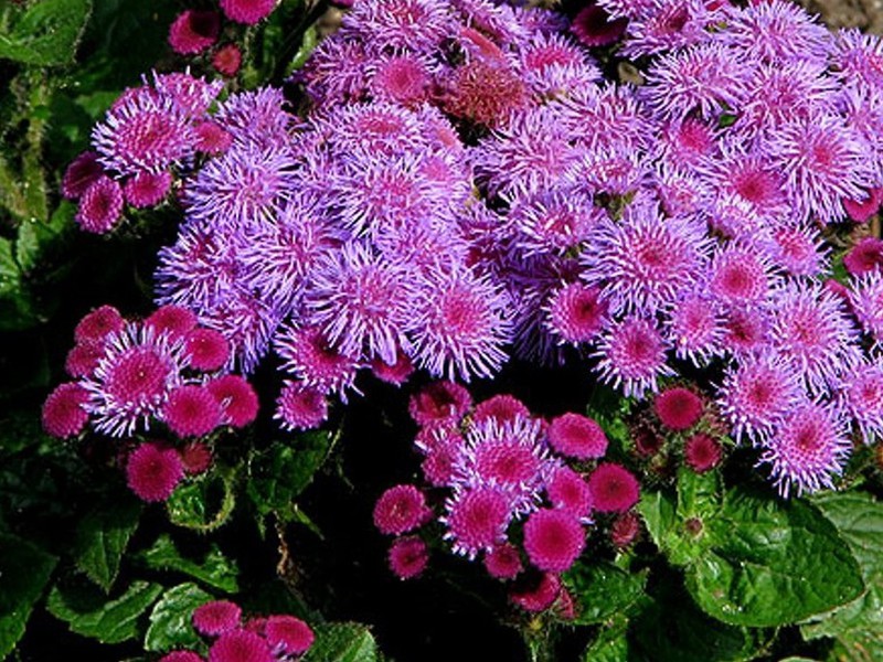 Ageratum is an unusually beautiful plant