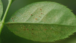 Spider mite control