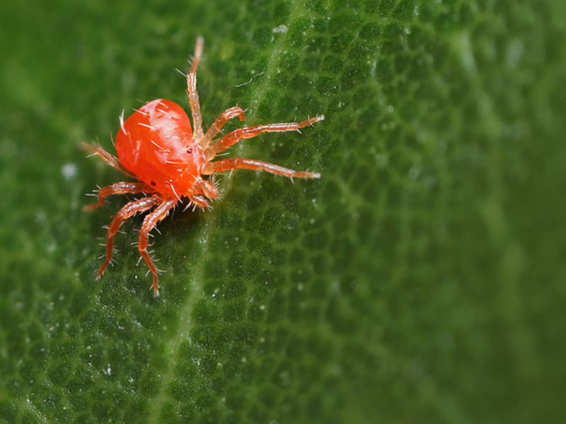 Spider mite on leaves