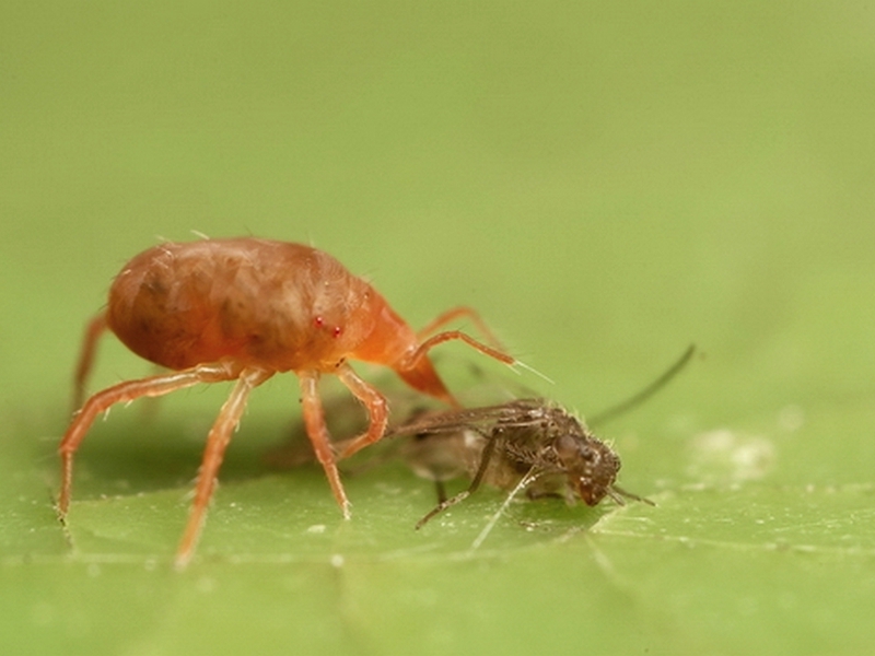 Spider mite control