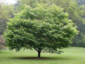 Hornbeam tree species