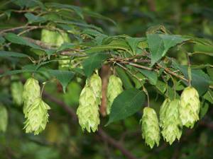 Planting a hornbeam tree