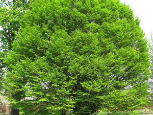 Hornbeam tree: varieties