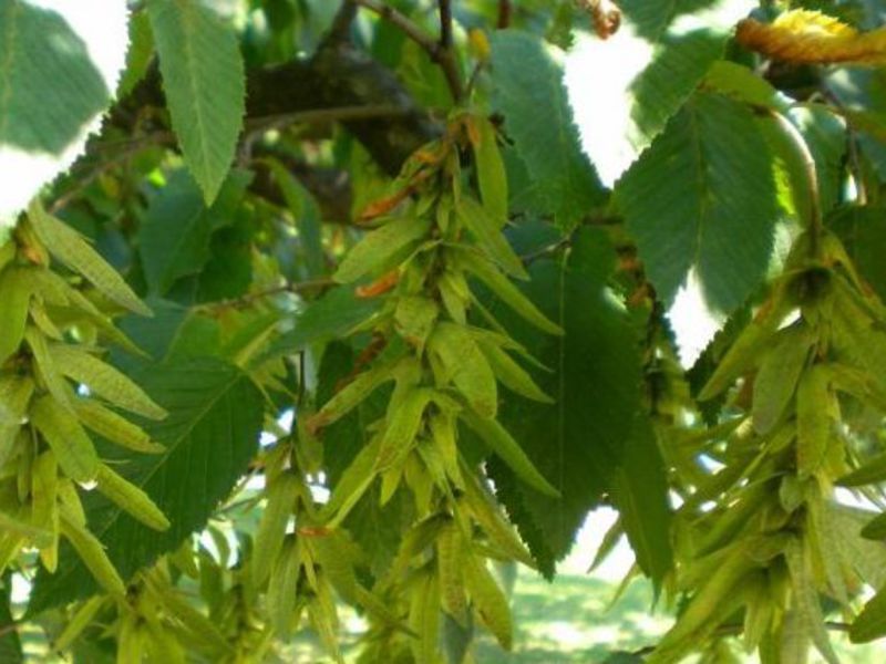 Green crown of hornbeam tree