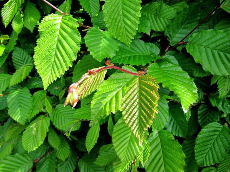 Flowering hornbeam tree