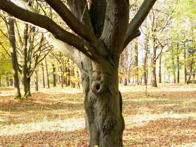 Hornbeam tree and its wood