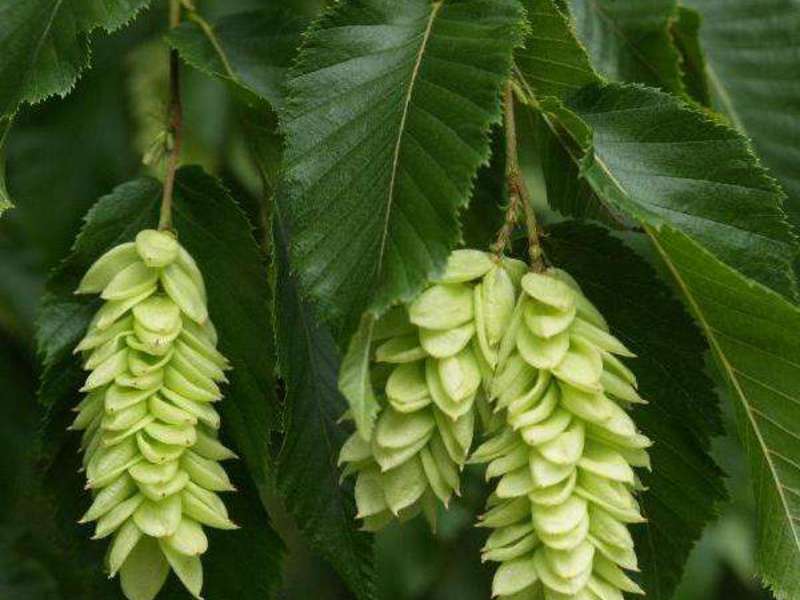 How the hornbeam tree blooms