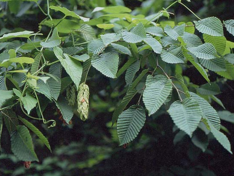 Ways to grow hornbeam tree