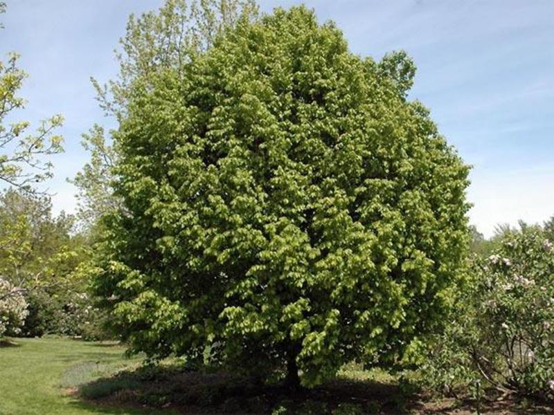 Green hornbeam crown