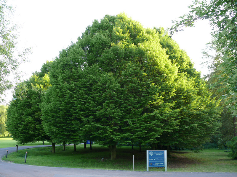 Hornbeam tree description