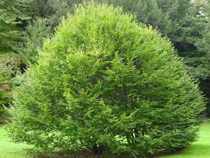 Features of caring for the hornbeam tree