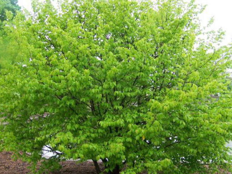 Hornbeam tree varieties