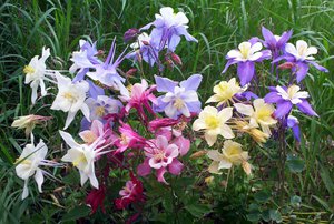 How to care for aquilegia