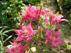 How to plant aquilegia