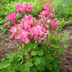 Aquilegia: grace and beauty