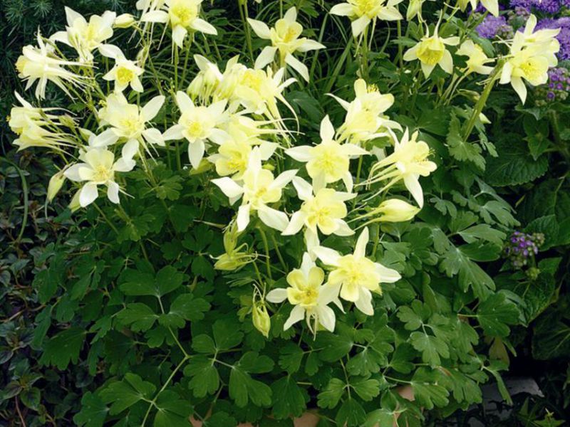 Aquilegia plant variety