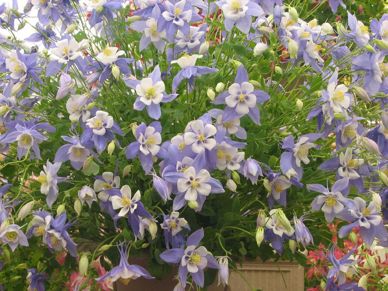 Types of aquilegia