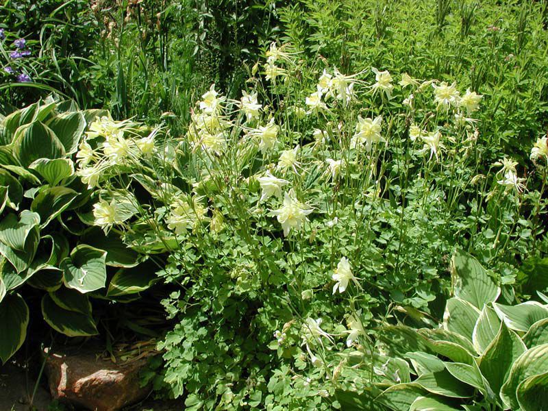 How aquilegia grows