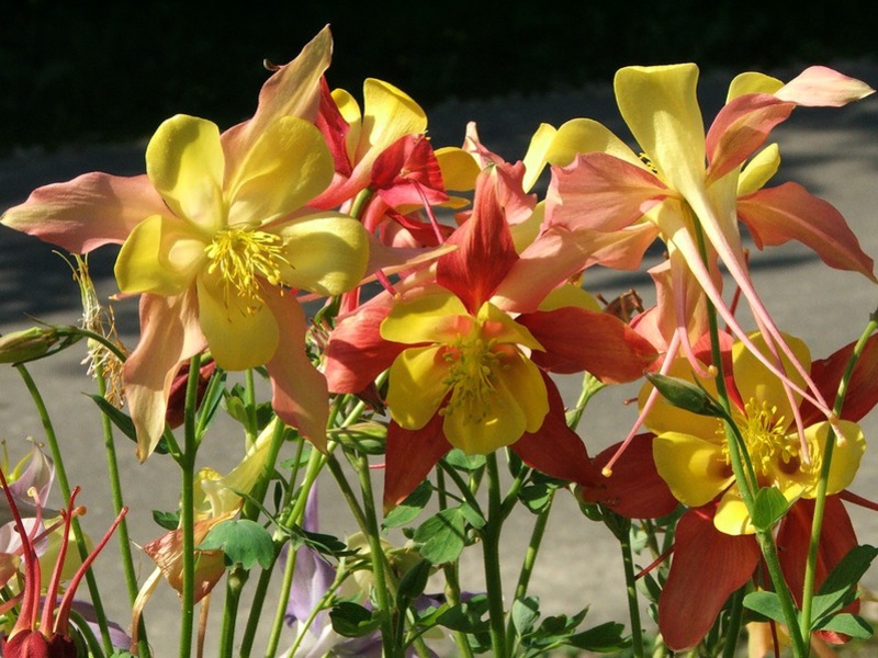 Delicate creation of aquilegia