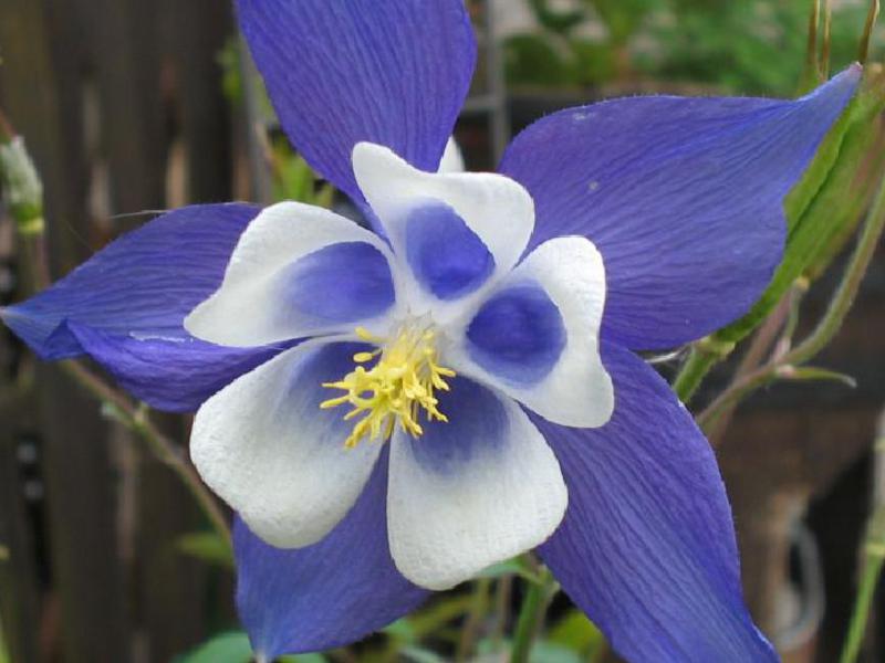 Aquilegia: grace and beauty