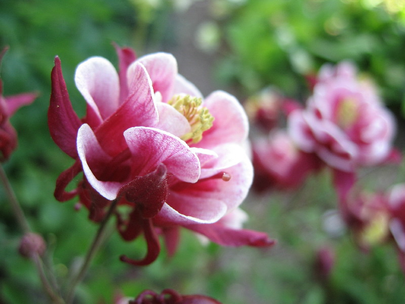 Graceful aquilegia flower