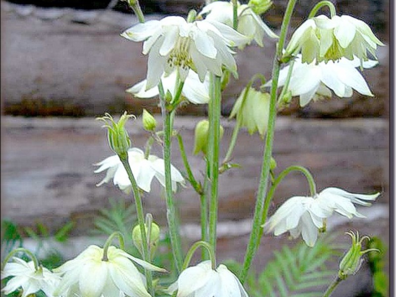 Aquilegia ordinary