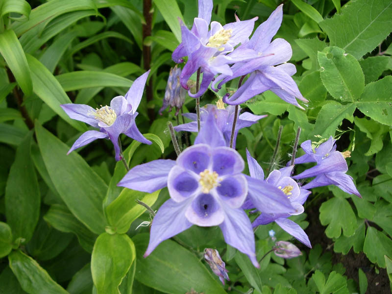 Planting and caring for aquilegia in the open field