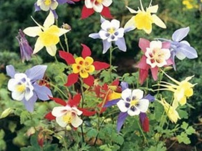 What is the peculiarity of the aquilegia flower