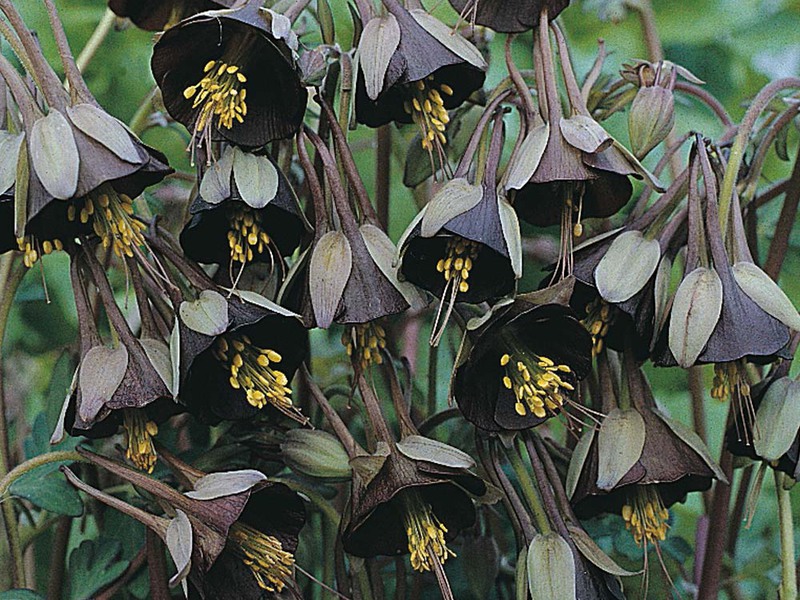 Features of aquilegia care