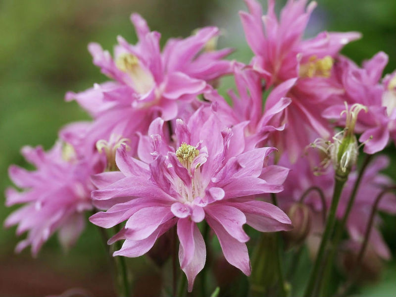 Garden flowers aquilegia