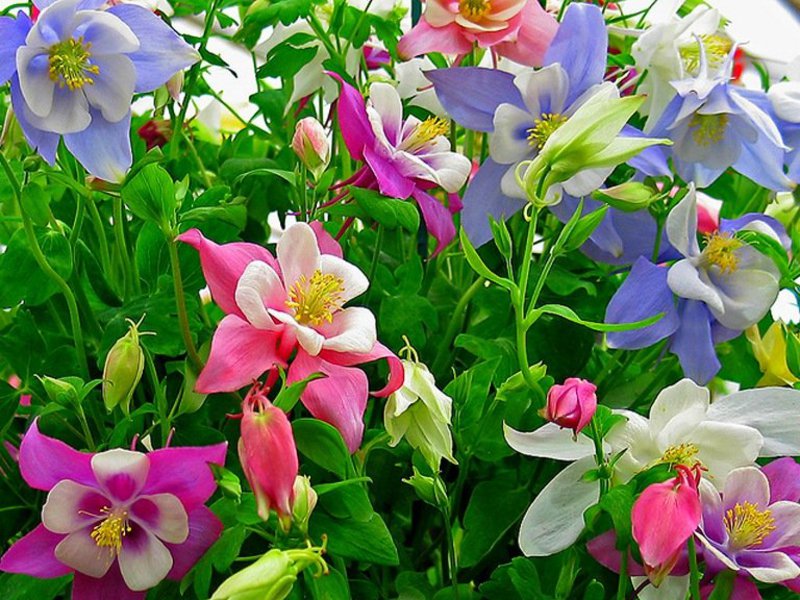 Planting and caring for aquilegia in the open field