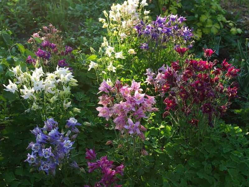 How to water aquilegia