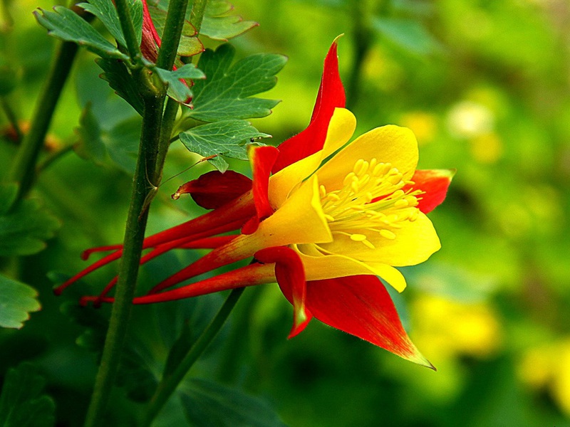 Growing aquilegia