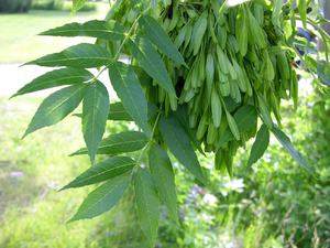 Ash leaves